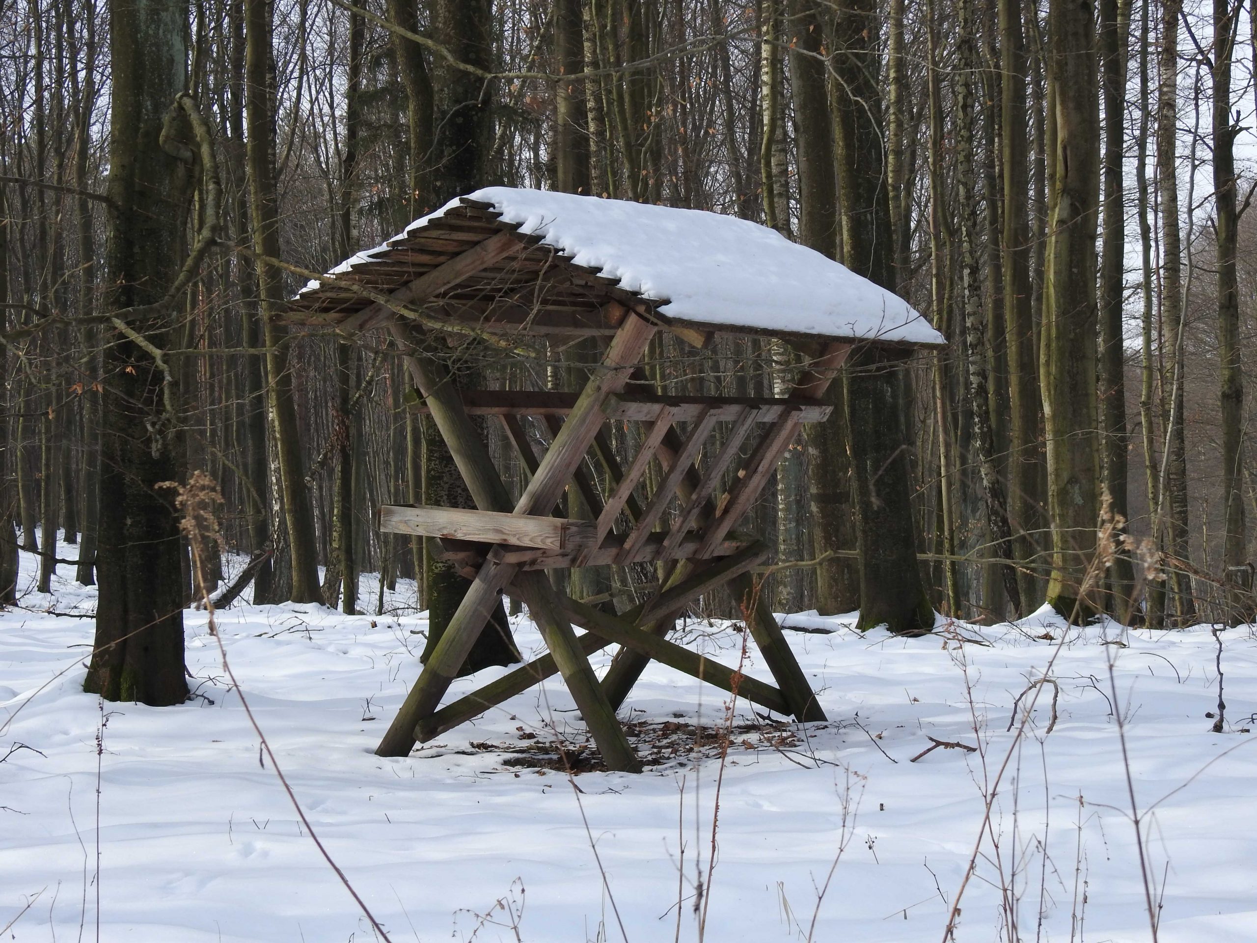 Dzień Dokarmiania Zwierzyny Leśnej