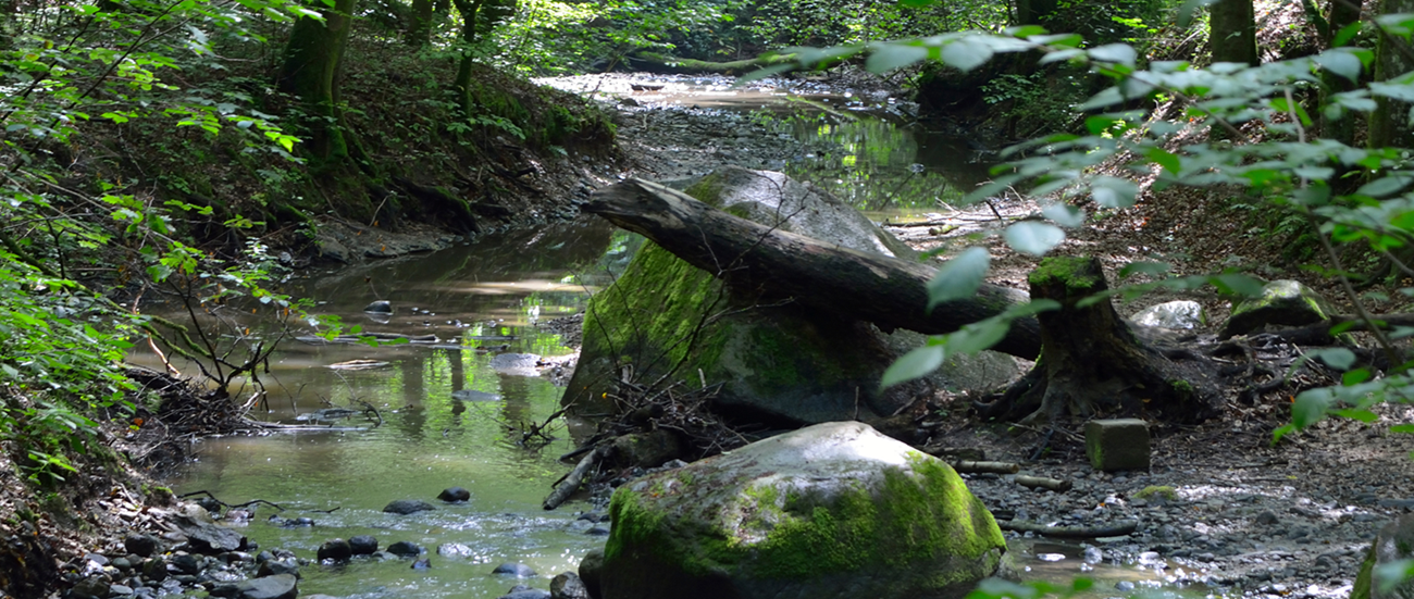 Park Leśny Bażantarnia