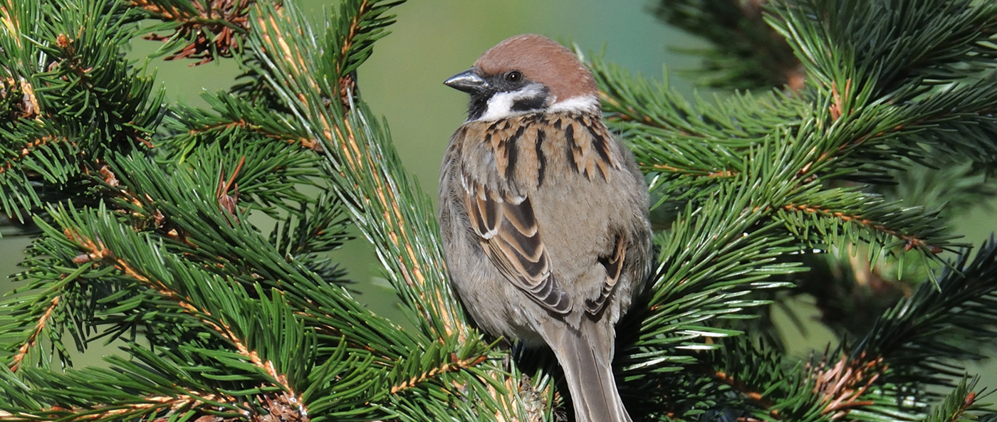 Wysoczyzna Elbląska od A do Z! | M jak mazurek