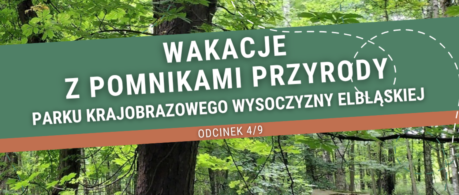 Wakacje z pomnikami przyrody 4/9