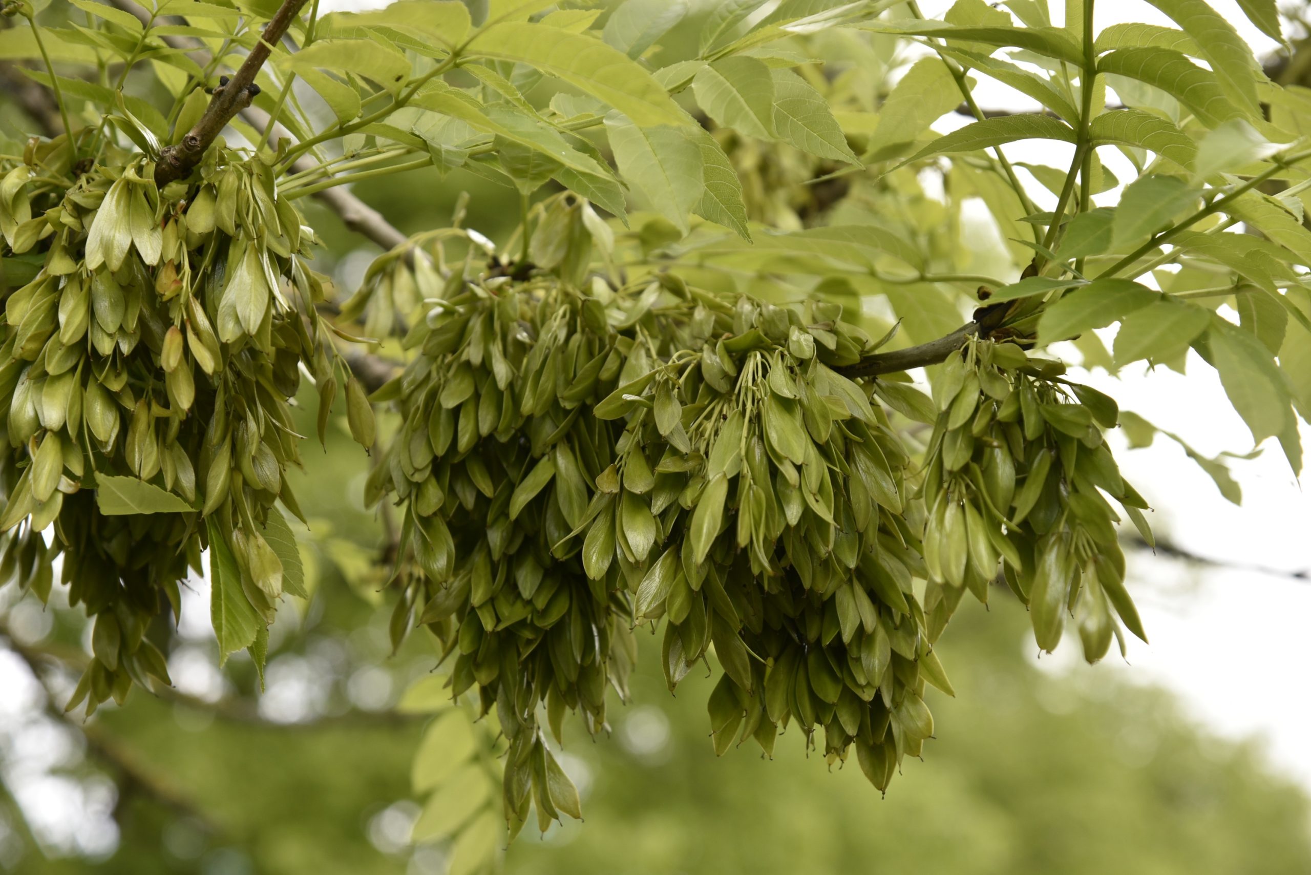 Wysoczyzna Elbląska od A do Z! | J jak jesion