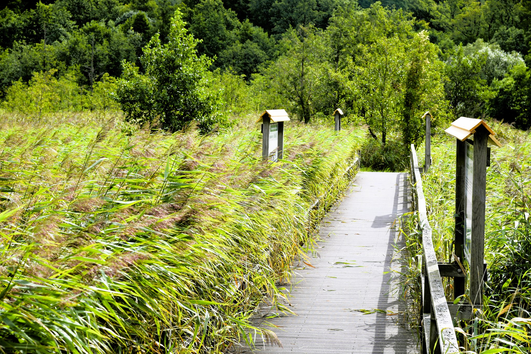Ścieżka „Ptasi Raj” odnowiona – zapraszamy!
