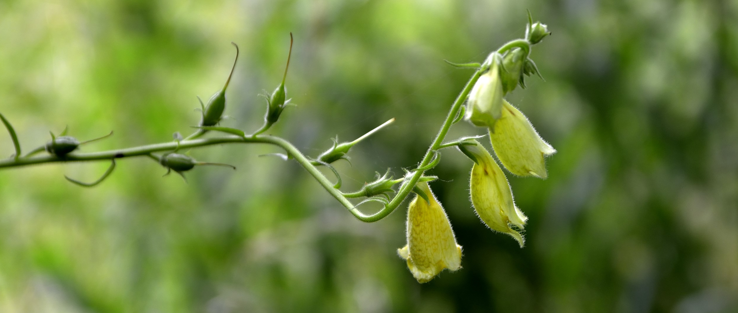 Wysoczyzna Elbląska od A do Z! | N jak naparstnica