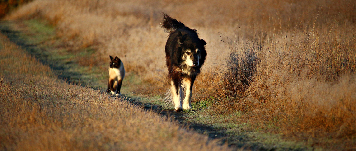 Rusza IV edycja Nagrody Przyjaciela Zwierząt „Cztery łapy”