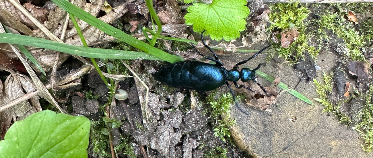 Wysoczyzna Elbląska od A do Z! | O jak oleica krówka