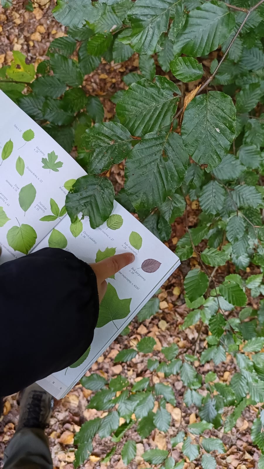 Wszystkie drzewa nasze są!