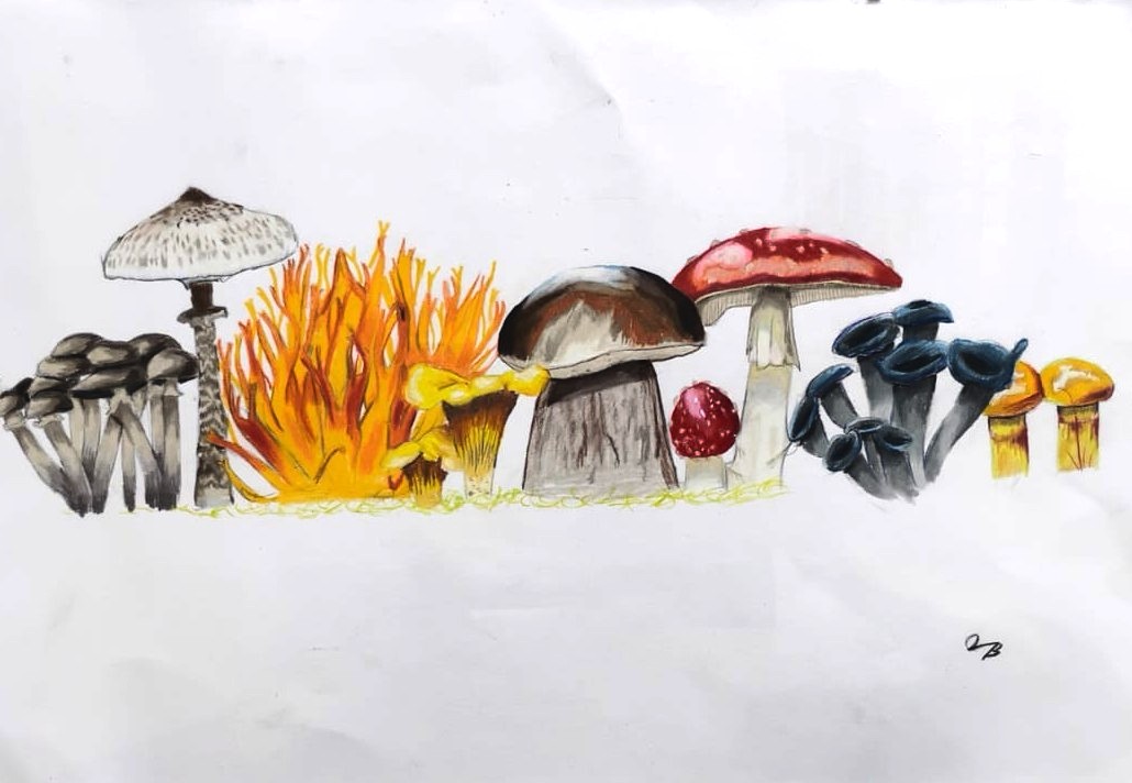 Grzyby nagrodzone i wyróżnione!