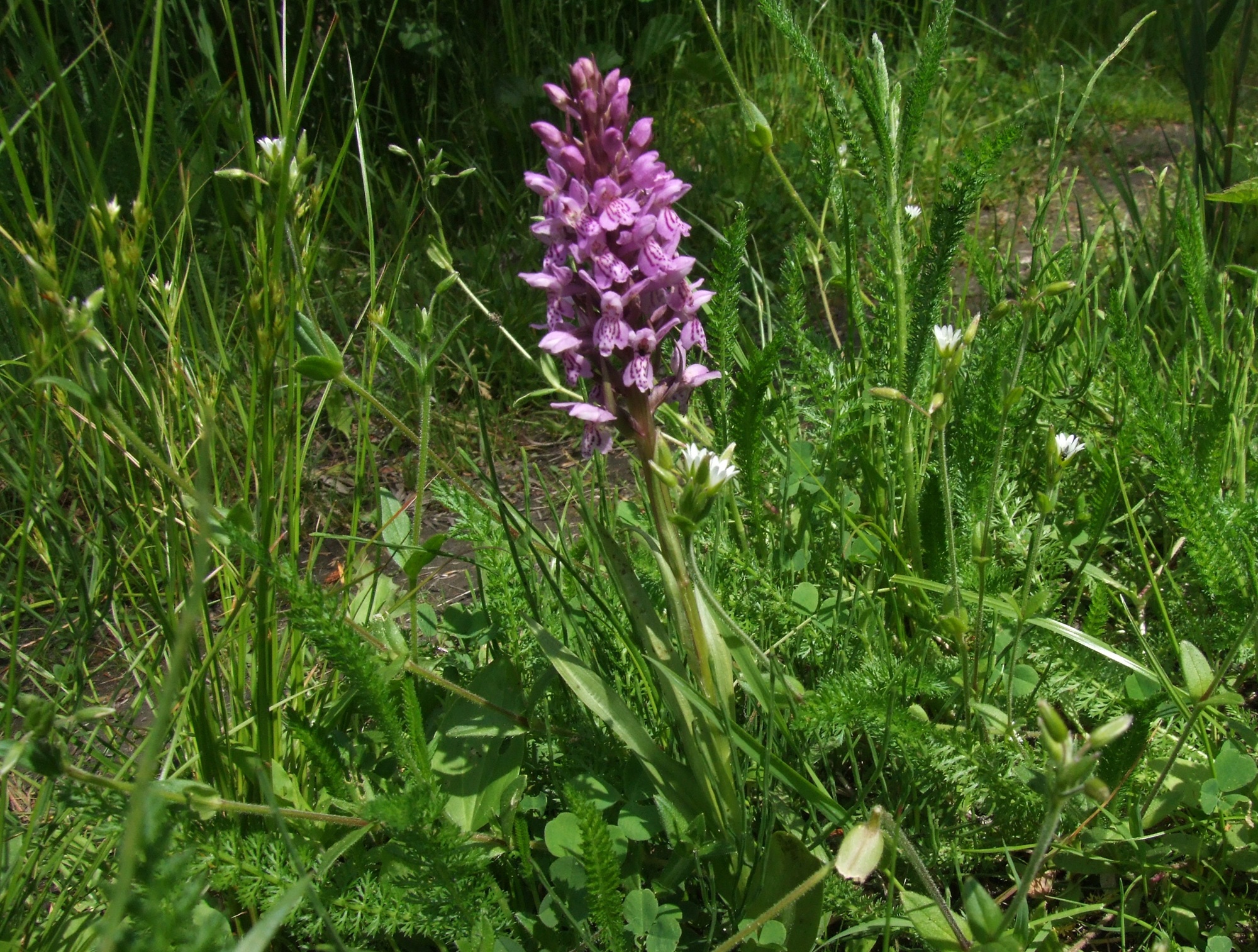 Wysoczyzna Elbląska od A do Z! | S jak storczyki