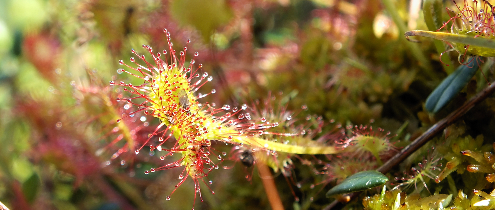 Wysoczyzna Elbląska od A do Z! | R jak rosiczka