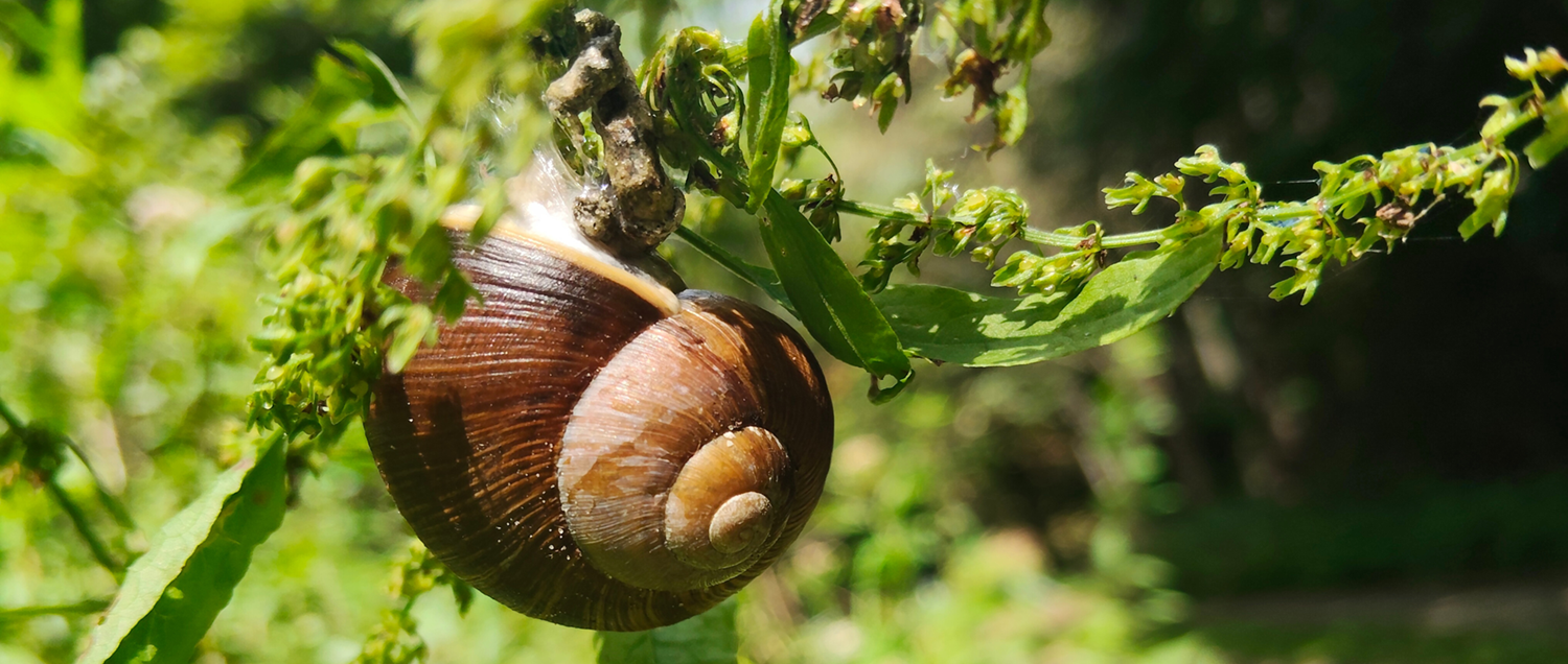 Wysoczyzna Elbląska od A do Z! | Ś jak ślimak