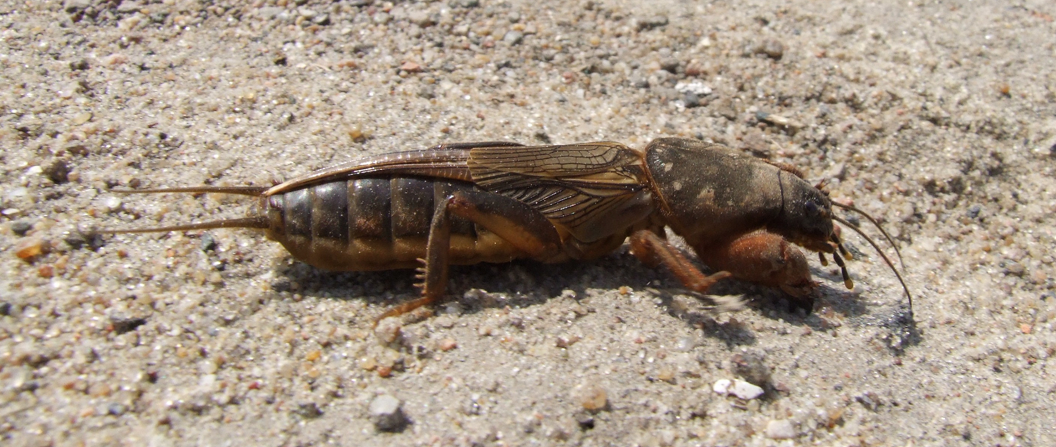 Wysoczyzna Elbląska od A do Z! | T jak turkuć podjadek