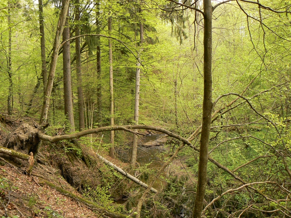 Wysoczyzna Elbląska od A do Z! | J jak jary Wysoczyzny Elbląskiej